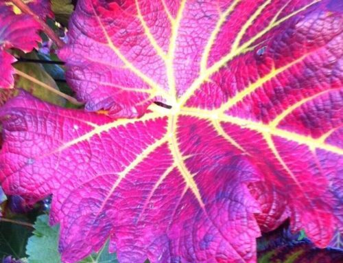 Herbstzeit ist Rasenpflegezeit – denken Sie jetzt daran!
