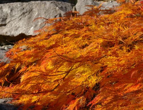 Herbstservice für Ihren Garten – Wir kümmern uns darum! Pflege und Vorbereitung durch die Meier Gartenbau AG