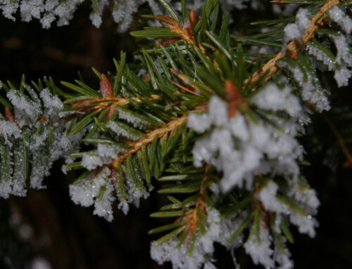 Winterschnitt 2025 / 2026